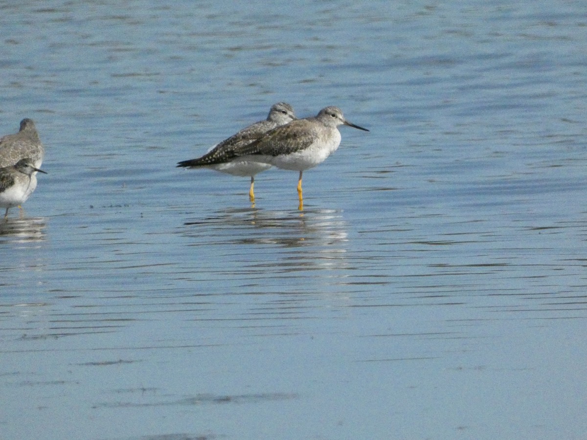 Greater Yellowlegs - ML624526027