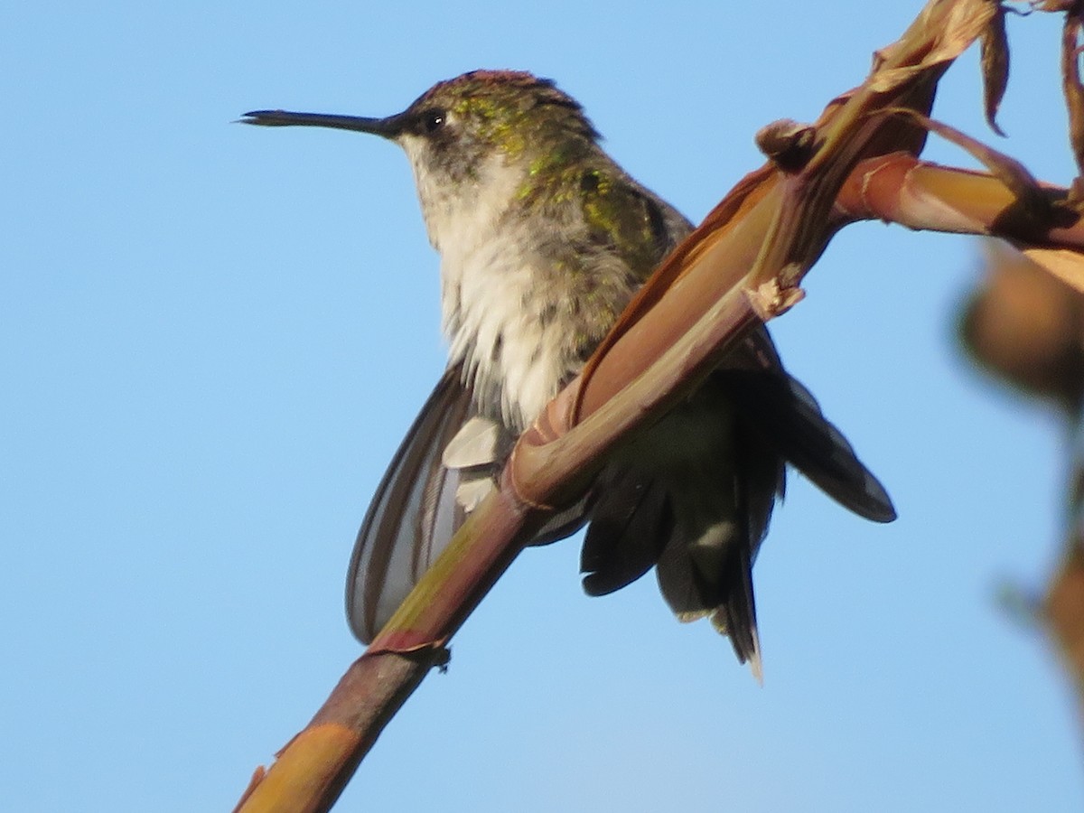 Ruby-throated Hummingbird - ML624526028