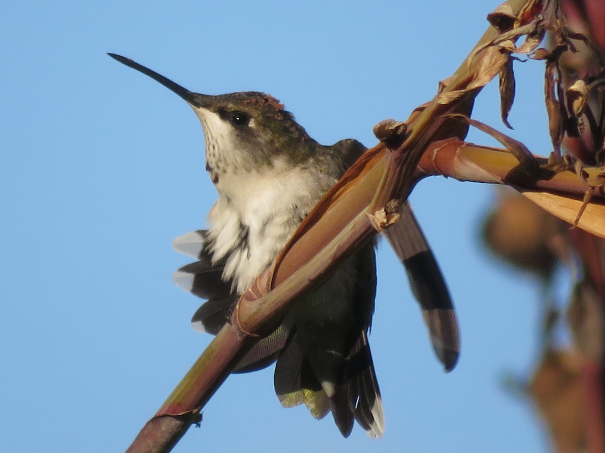 Ruby-throated Hummingbird - Paul Sellin