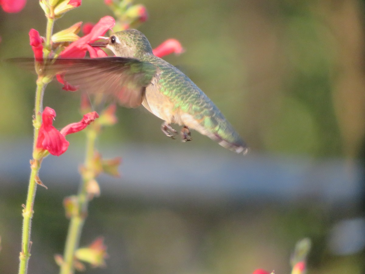 Ruby-throated Hummingbird - ML624526031