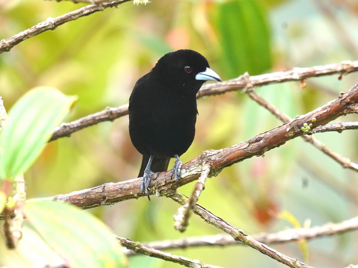 Flame-rumped Tanager (Lemon-rumped) - ML624526032