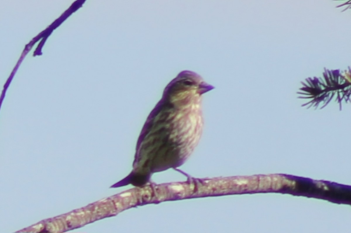 Cassin's Finch - ML624526036