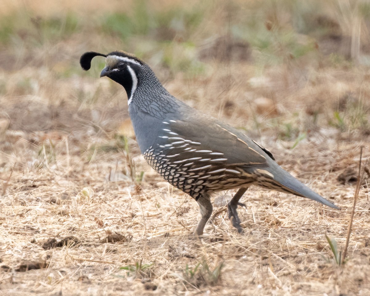 California Quail - ML624526038