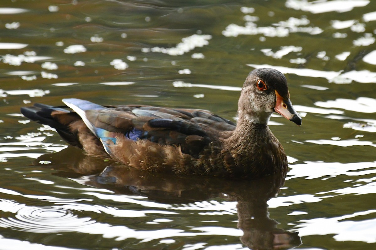 Wood Duck - ML624526039