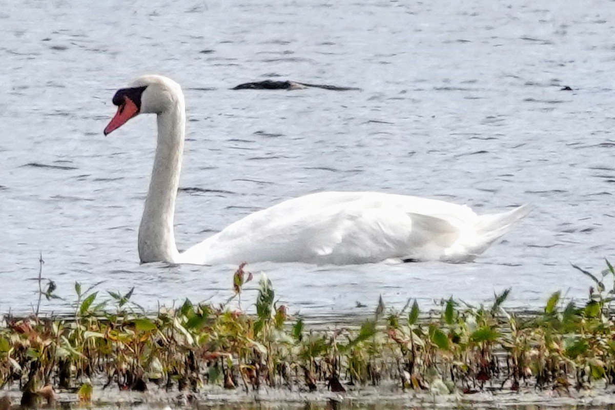 Mute Swan - ML624526041