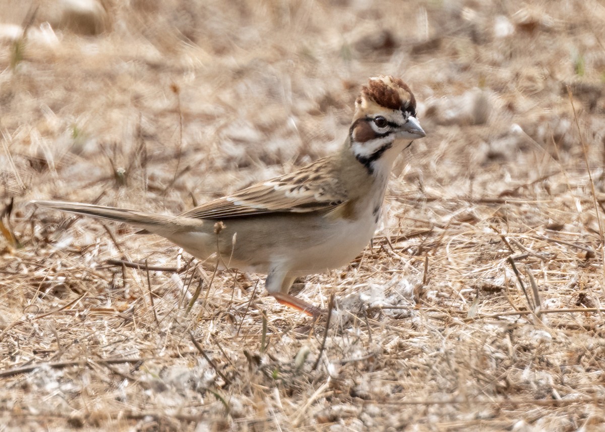 Lark Sparrow - ML624526050