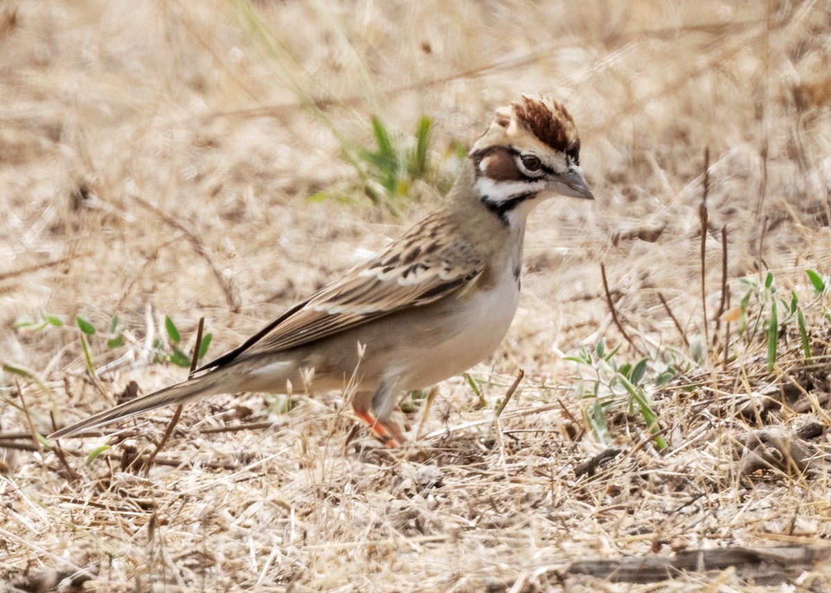 Lark Sparrow - ML624526051