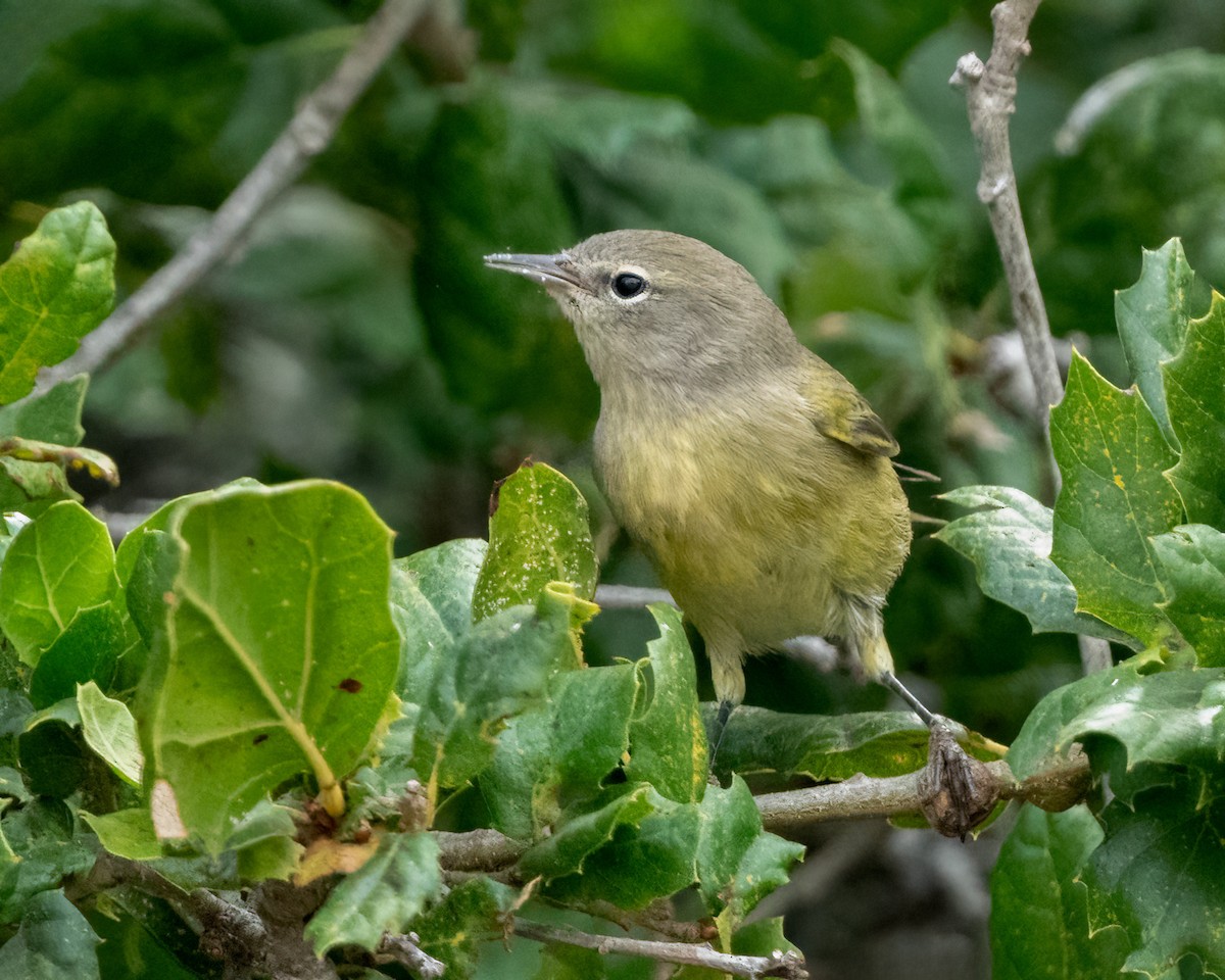 Orange-crowned Warbler - ML624526056