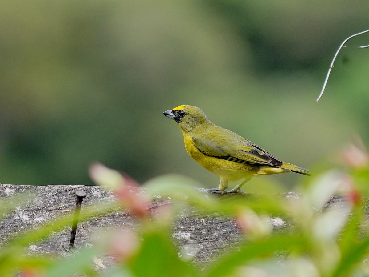 Thick-billed Euphonia - ML624526068