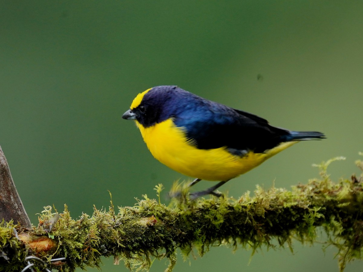 Thick-billed Euphonia - ML624526070