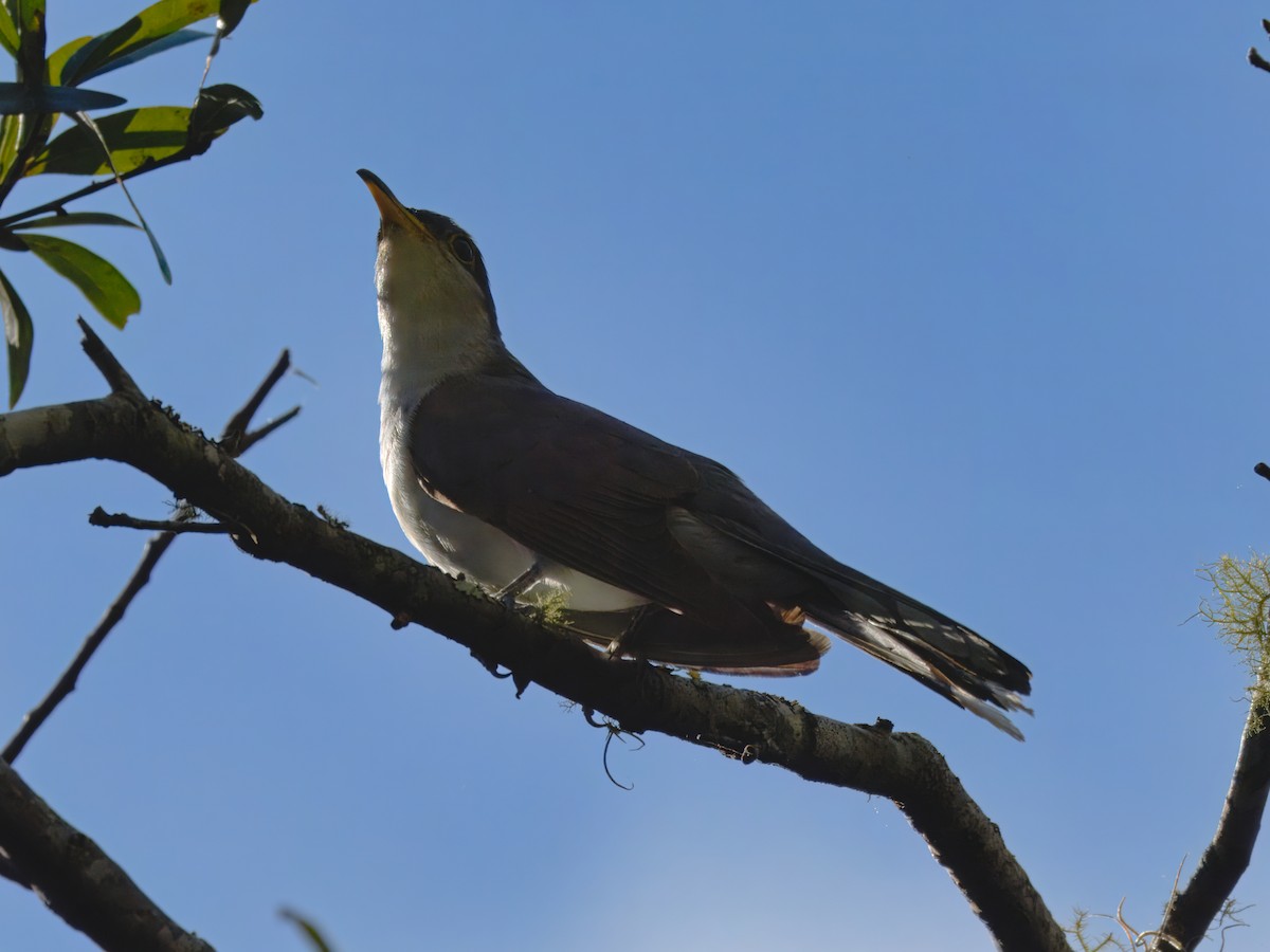 Yellow-billed Cuckoo - ML624526078