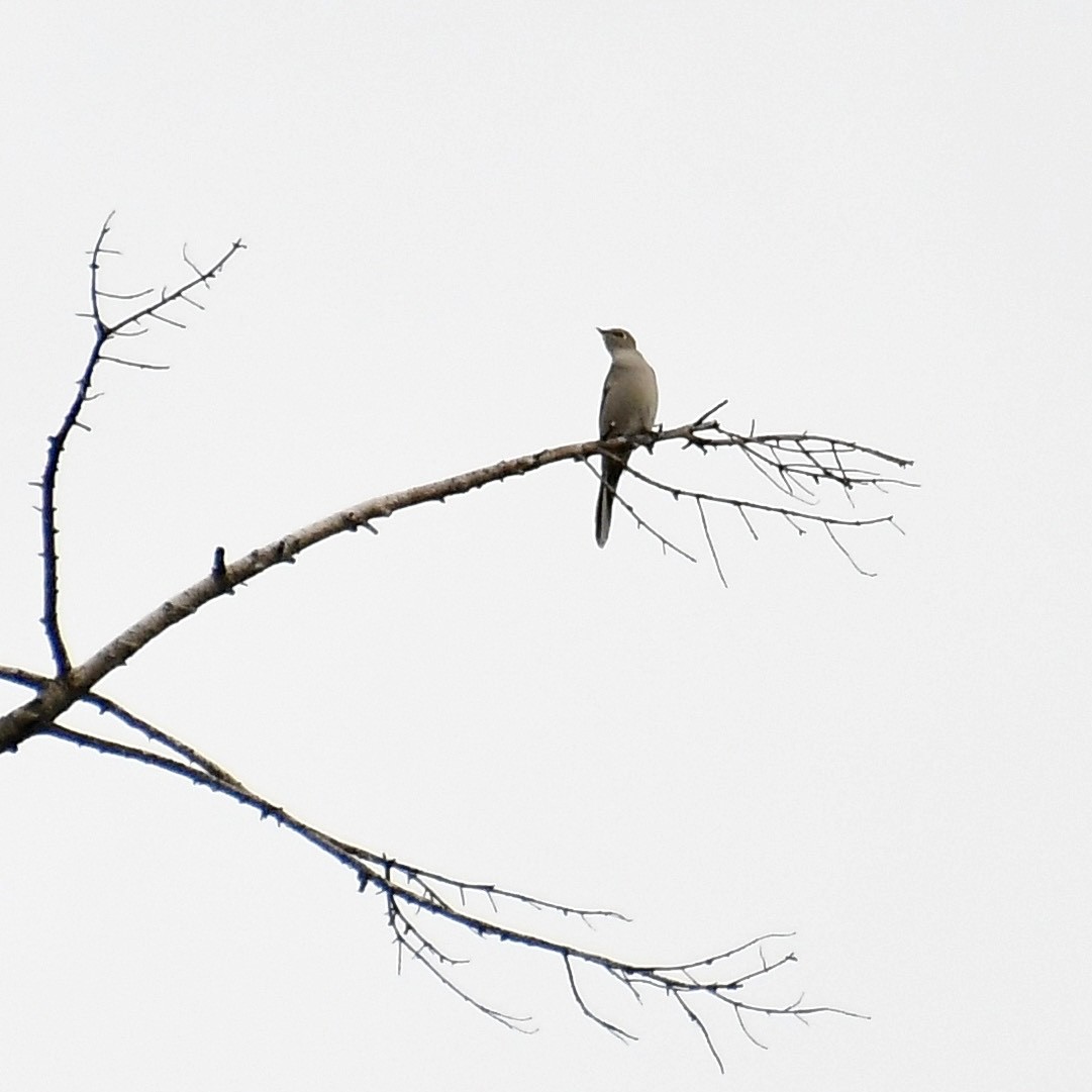 Townsend's Solitaire - Paul Clarke