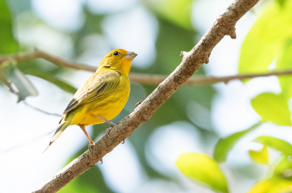 Saffron Finch - ML624526092