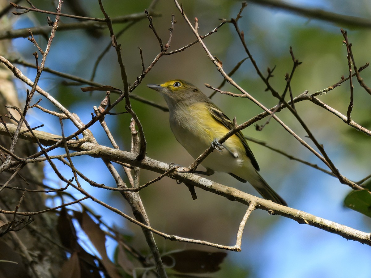 White-eyed Vireo - ML624526094