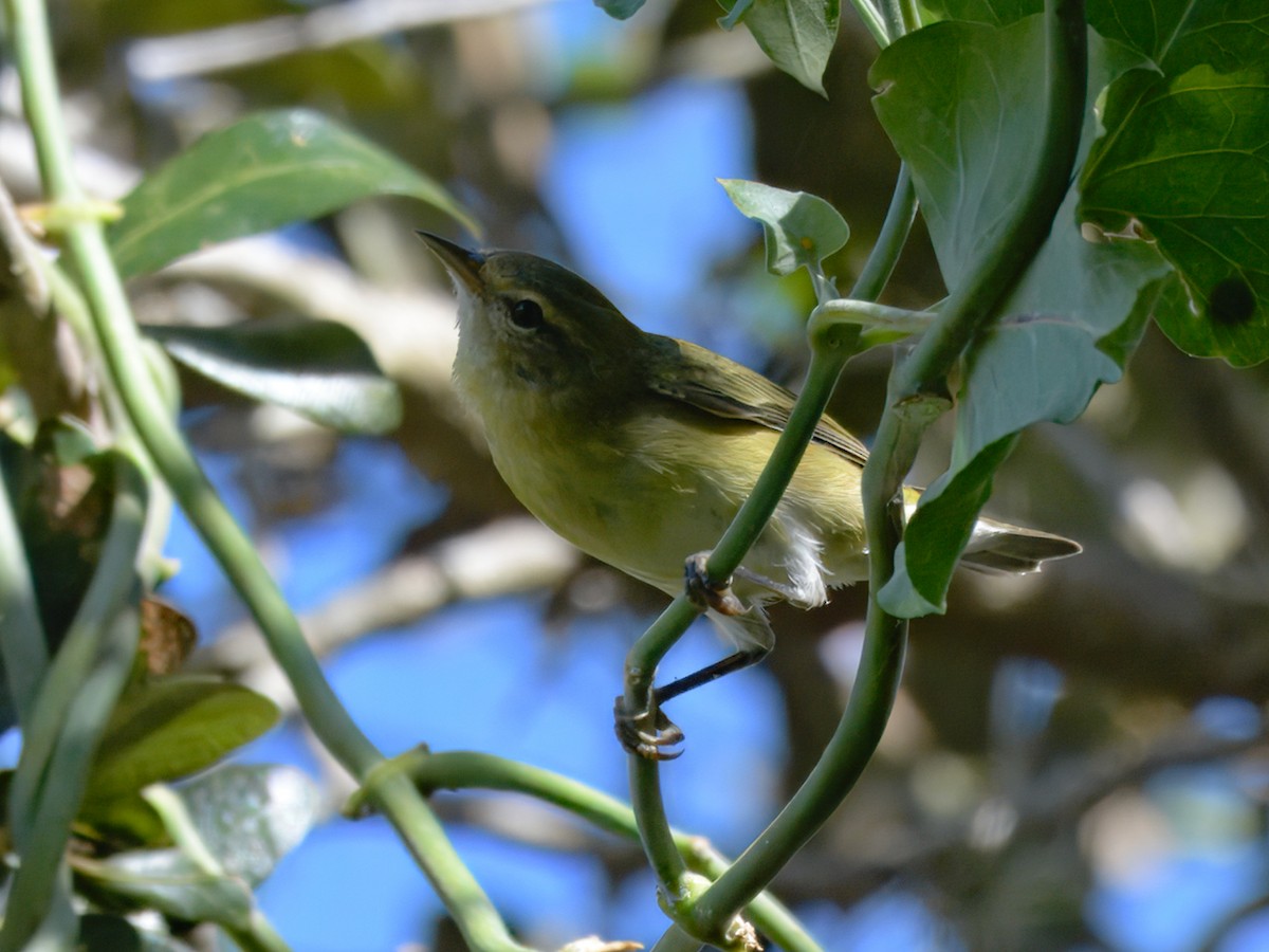 Tennessee Warbler - Brett Bickel