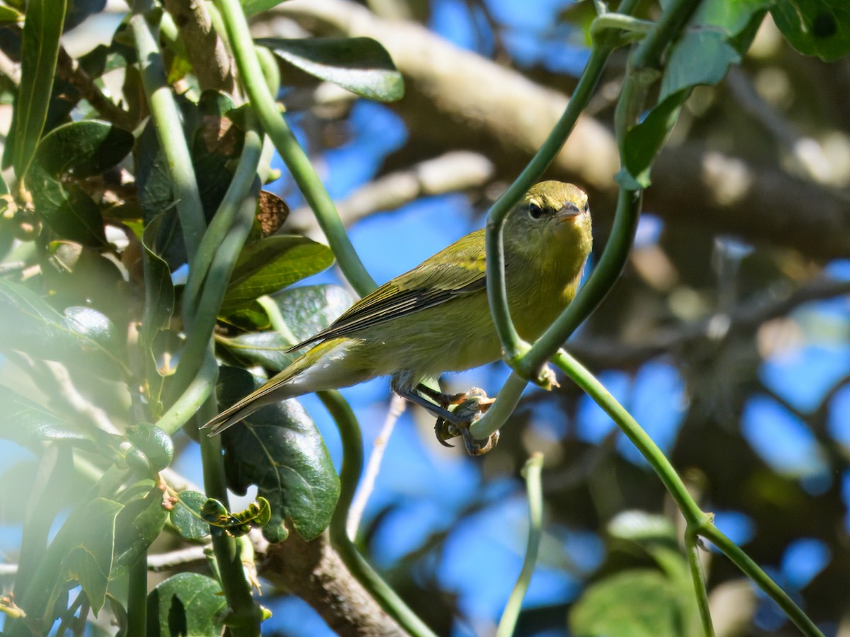 Tennessee Warbler - ML624526114