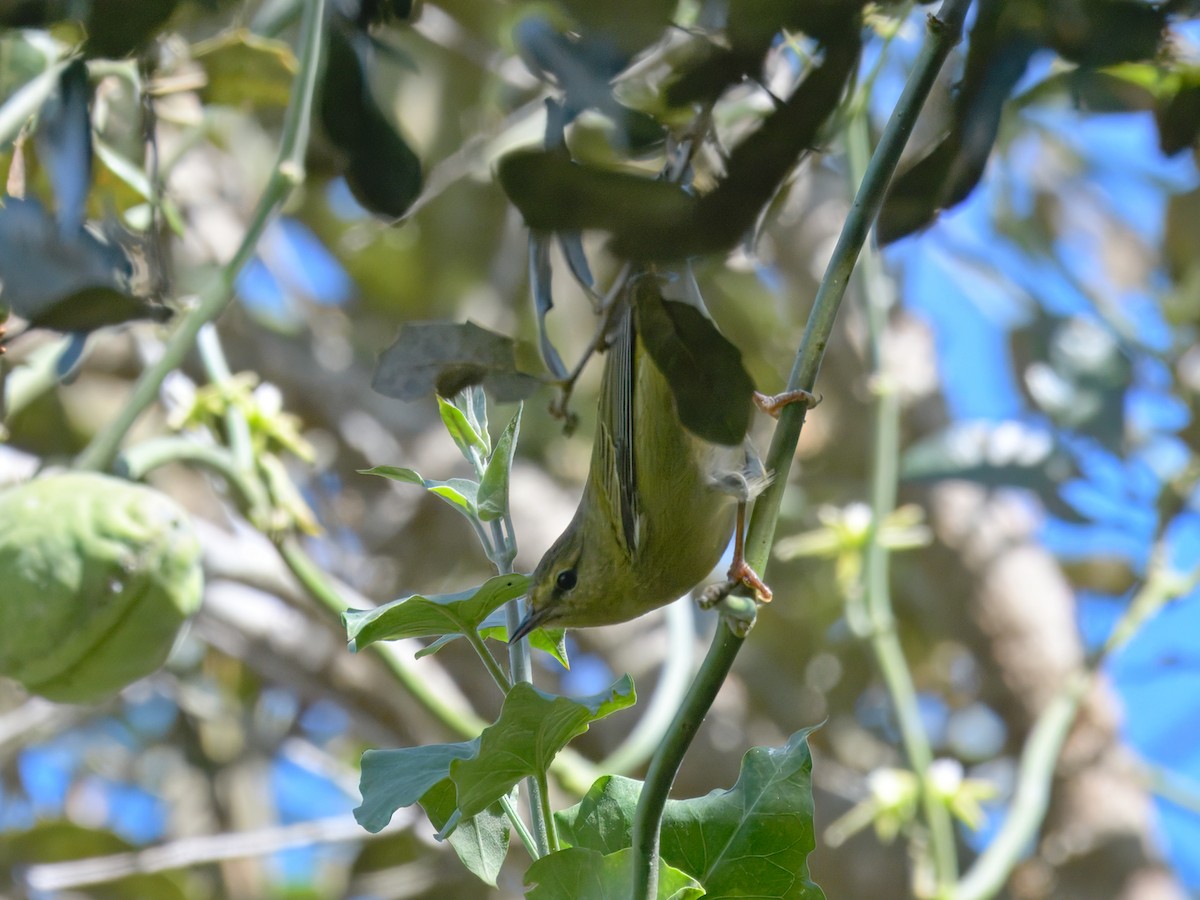 Tennessee Warbler - ML624526115