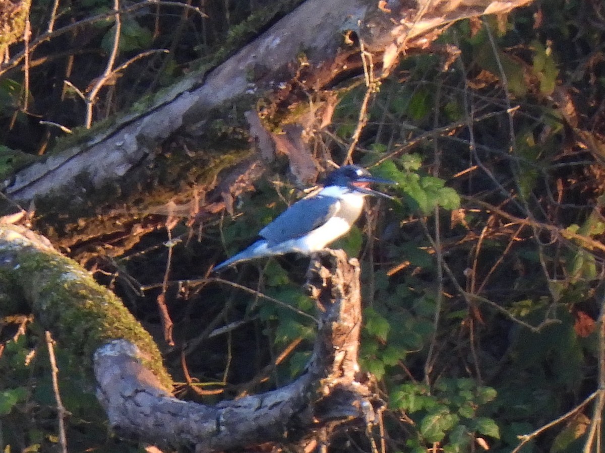 Belted Kingfisher - ML624526117