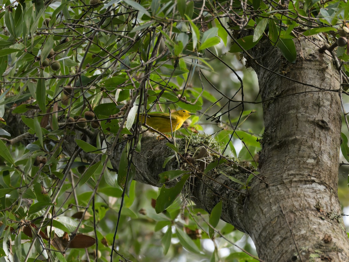 Yellow Warbler - ML624526118