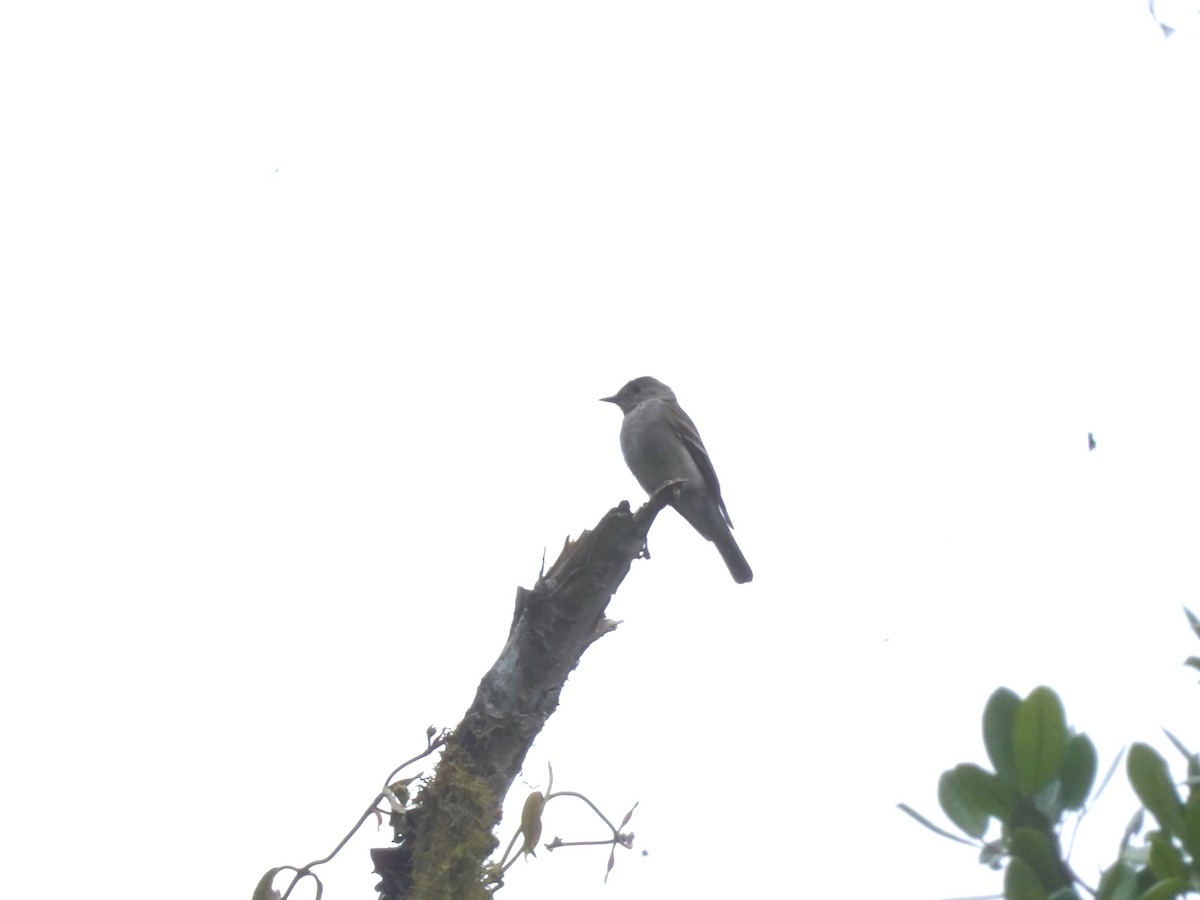 pewee sp. (Contopus sp.) - ML624526119