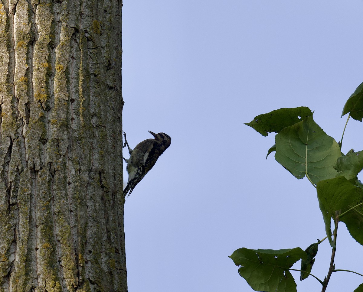 Yellow-bellied Sapsucker - ML624526120