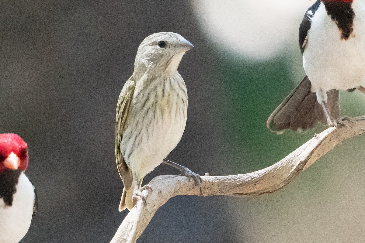 Saffron Finch - ML624526132