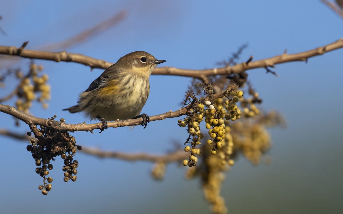 Yellow-rumped Warbler - ML624526146