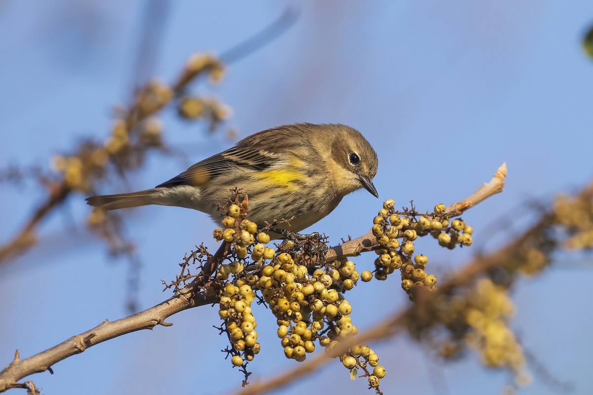 Yellow-rumped Warbler - ML624526162