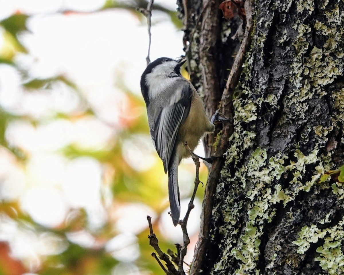 Black-capped Chickadee - Celeste Echlin