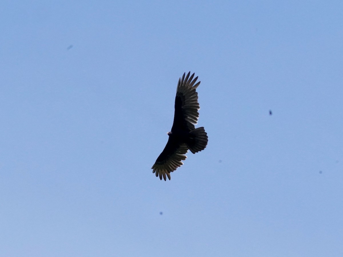 Turkey Vulture - ML624526248