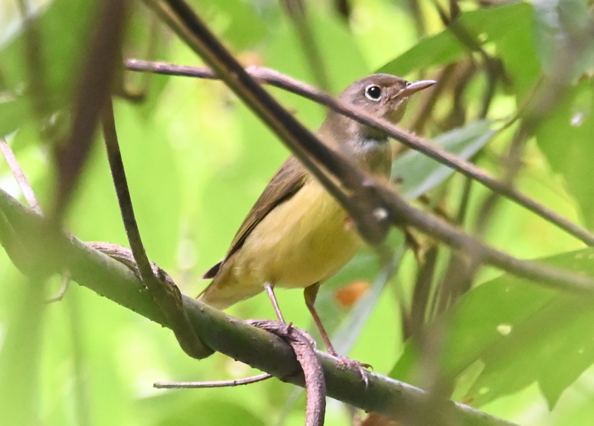 Connecticut Warbler - ML624526251