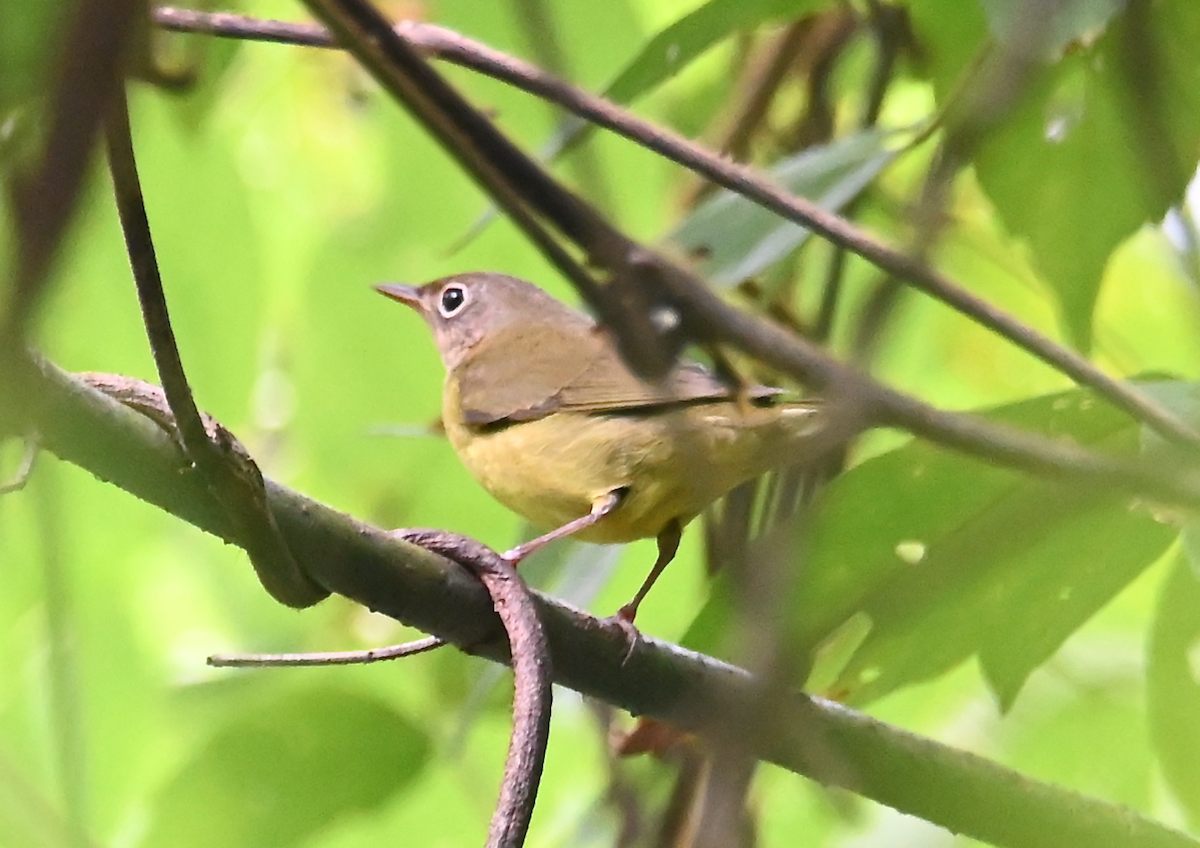 Connecticut Warbler - ML624526252