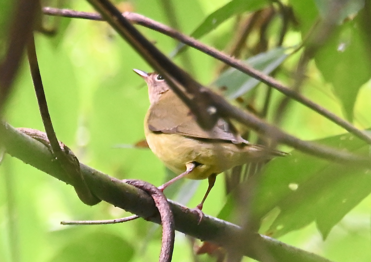 Connecticut Warbler - ML624526254