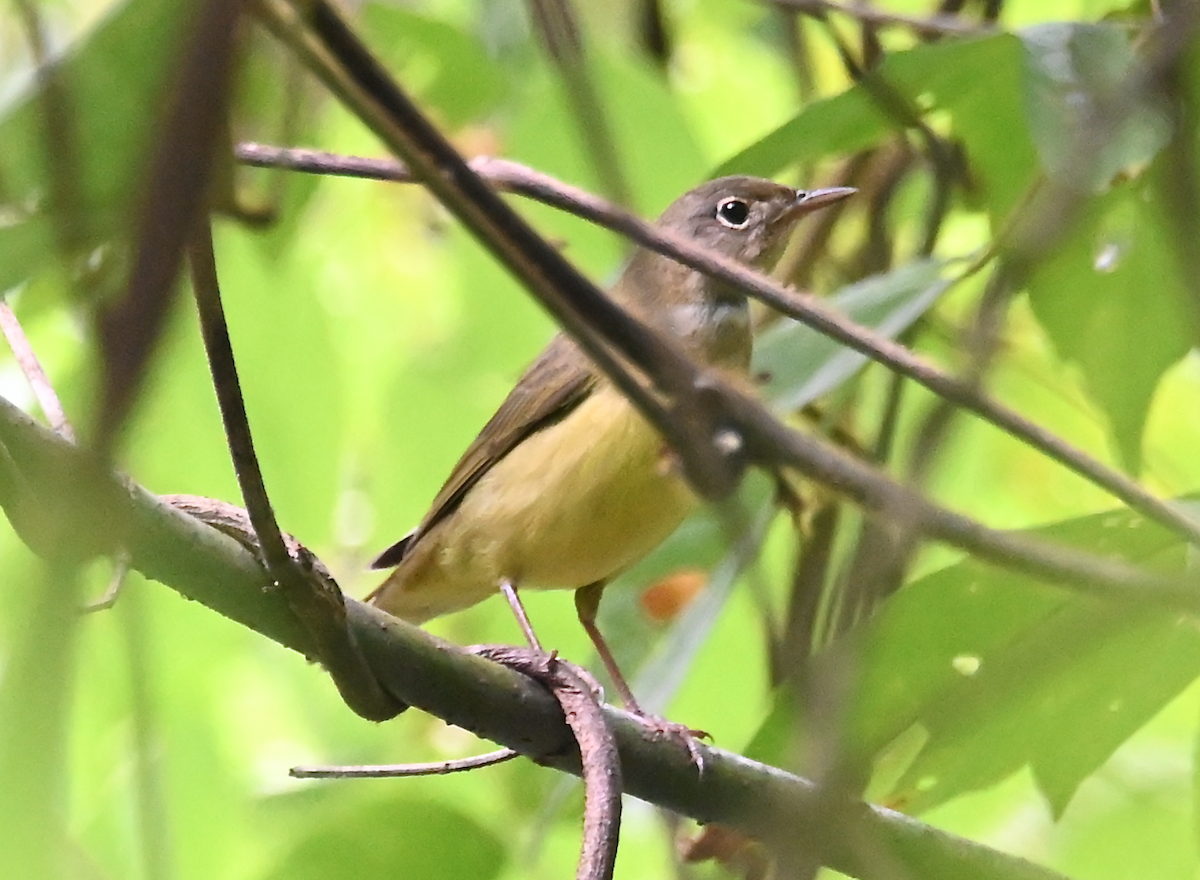 Connecticut Warbler - ML624526255