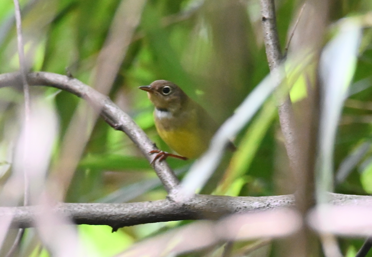 Connecticut Warbler - ML624526271