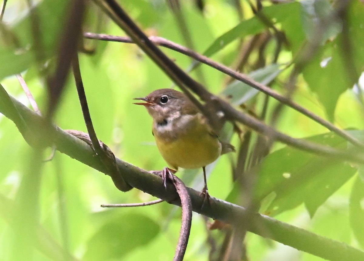 Connecticut Warbler - ML624526274