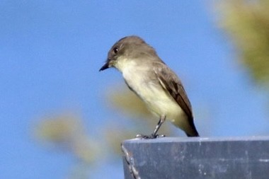 Eastern Phoebe - ML624526289