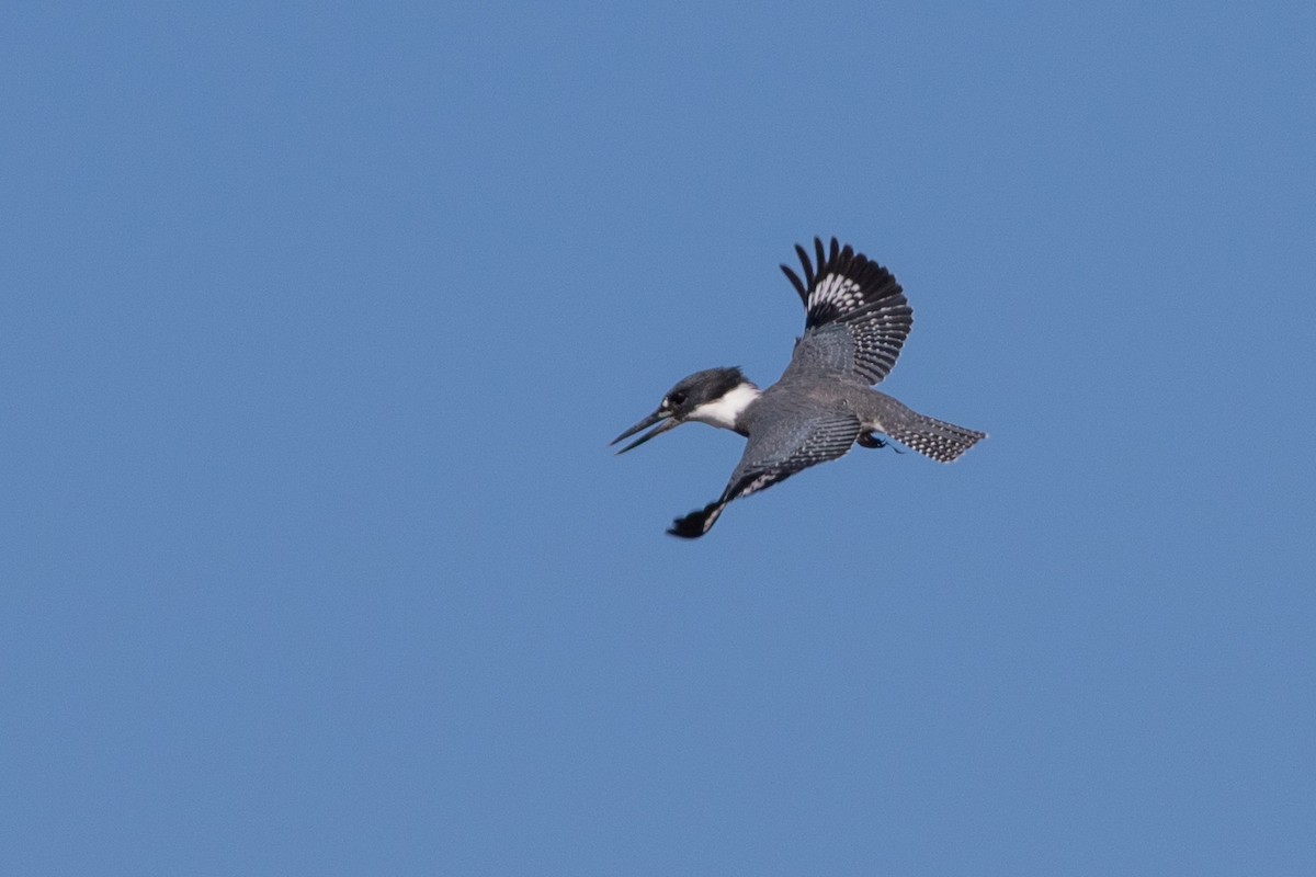 Belted Kingfisher - ML624526290