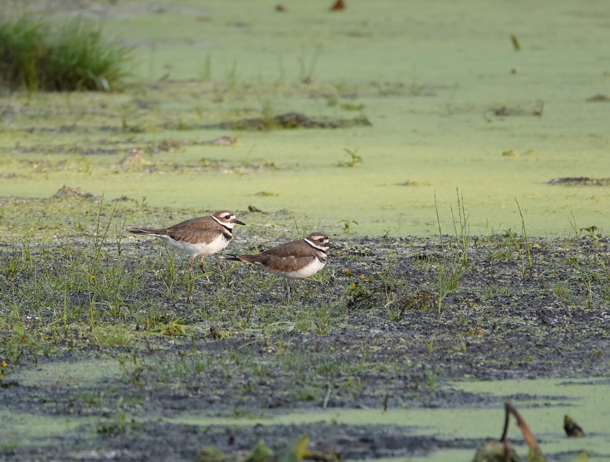 Killdeer - ML624526295