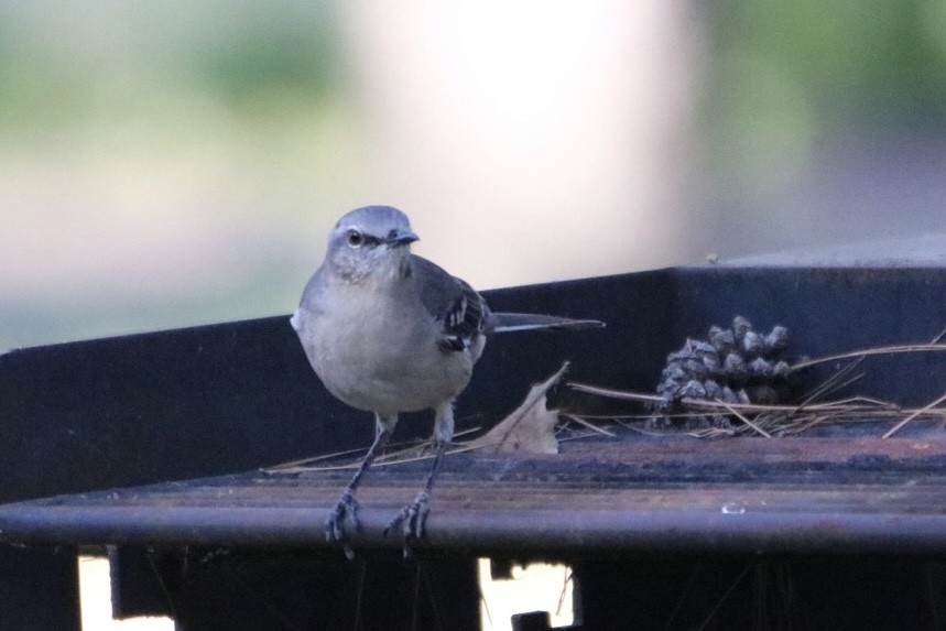 Northern Mockingbird - ML624526300