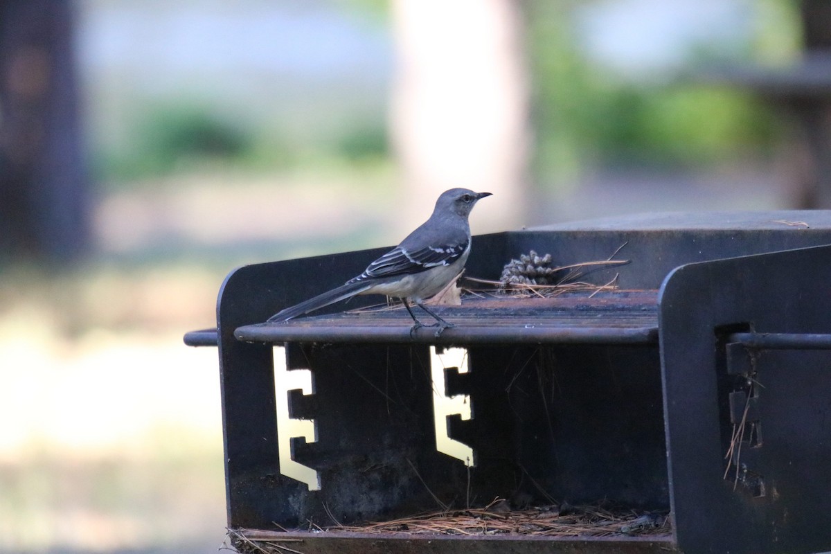 Northern Mockingbird - ML624526301