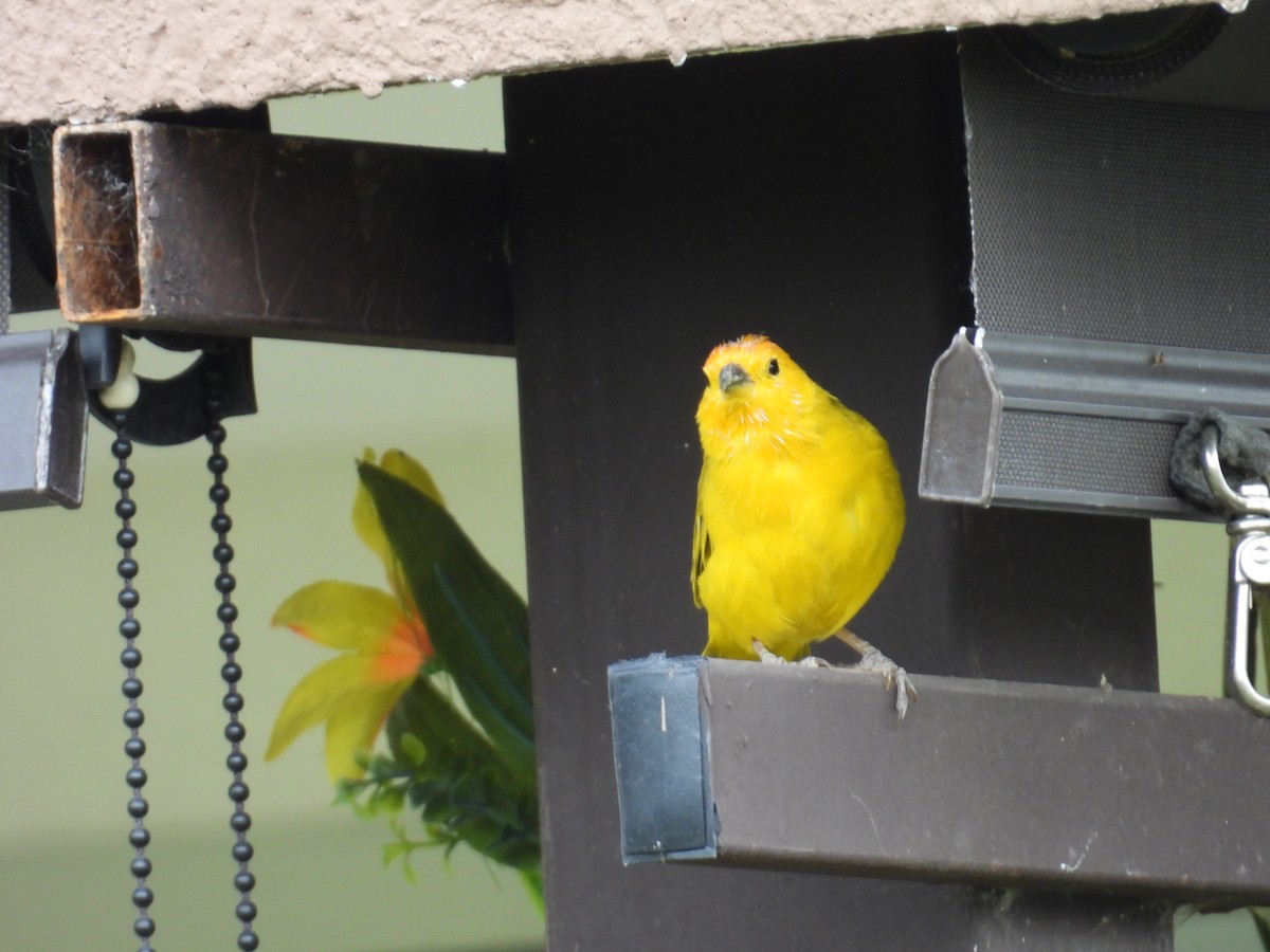 Saffron Finch - ML624526370