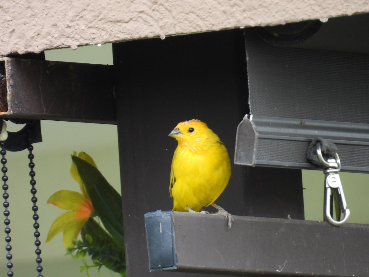 Saffron Finch - ML624526371