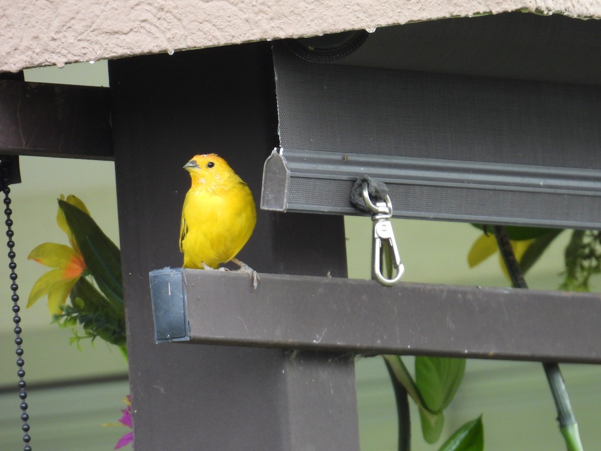 Saffron Finch - ML624526373