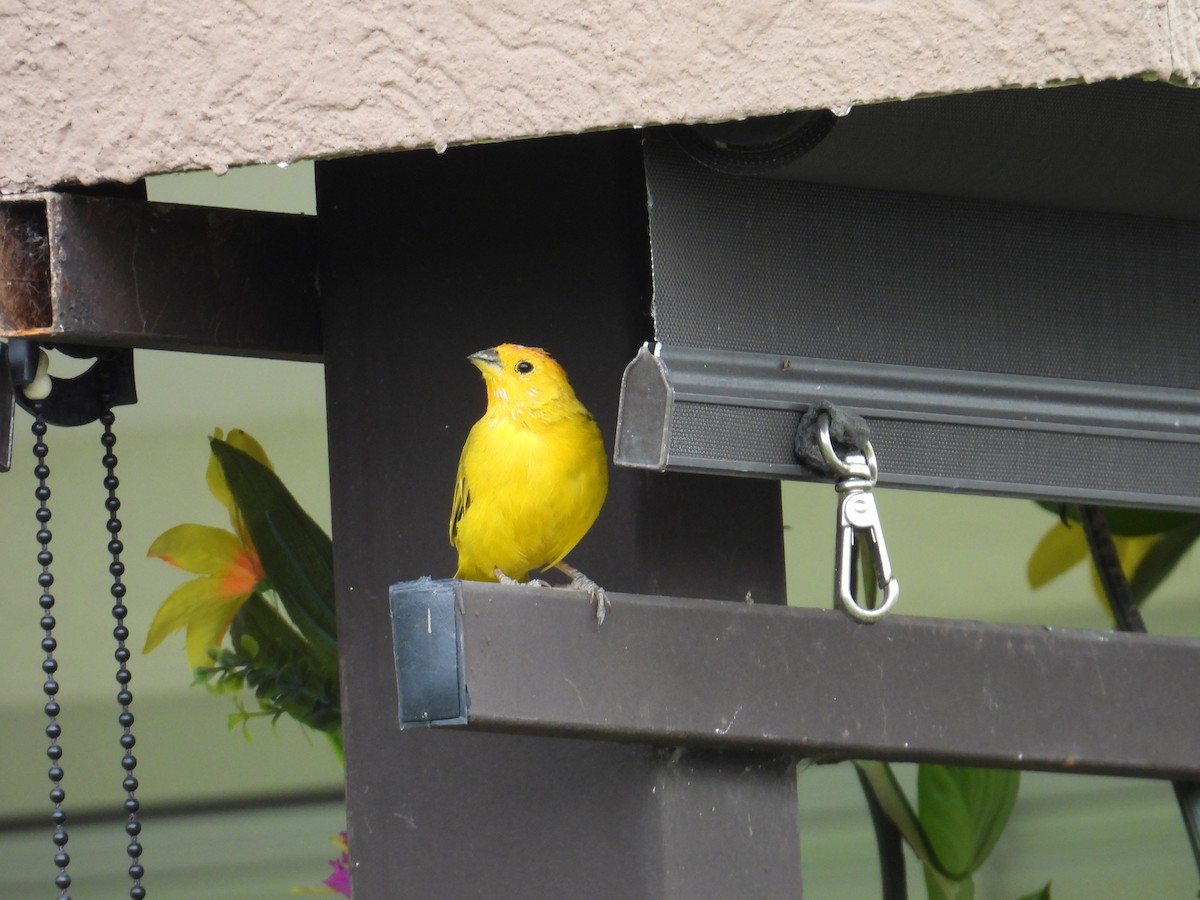 Saffron Finch - ML624526374