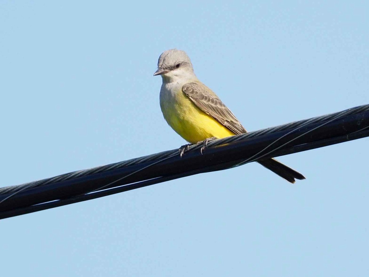 Western Kingbird - Lawrence Rhoads