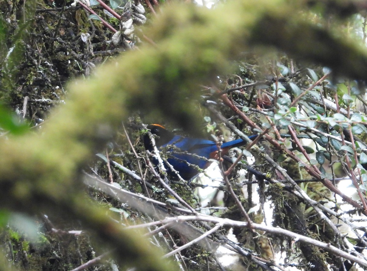 Golden-crowned Tanager - ML624526468