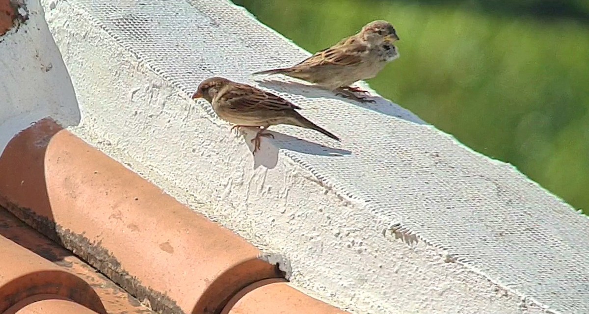 House Sparrow - ML624526479