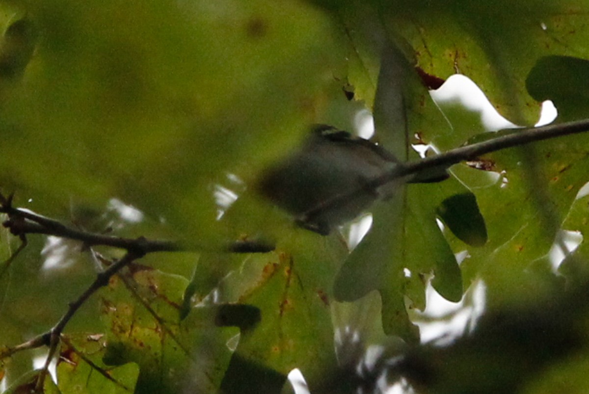 new world warbler sp. - ML624526484