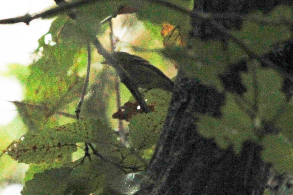 new world warbler sp. - ML624526486